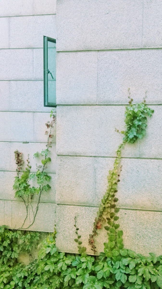 窗外的爬墙植物