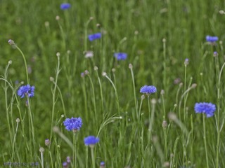 琉璃的随手拍  2012年 04月 21日(13 - 34).jpg