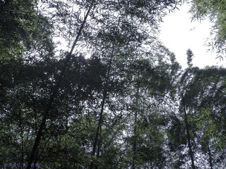 琉璃的随手拍  2012年 04月 22日(4 - 51).jpg
