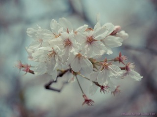 琉璃的随手拍-2013年_03月_30日-01.jpg