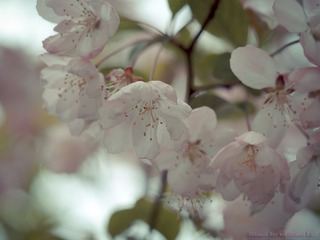 琉璃的随手拍-2013年_03月_30日-09.jpg