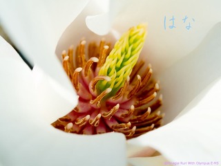 琉璃的随手拍-2013年 03月 09日-05 副本.jpg