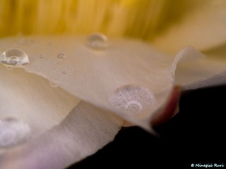 琉璃的随手拍-2013年_06月_17日-05 拷贝.jpg