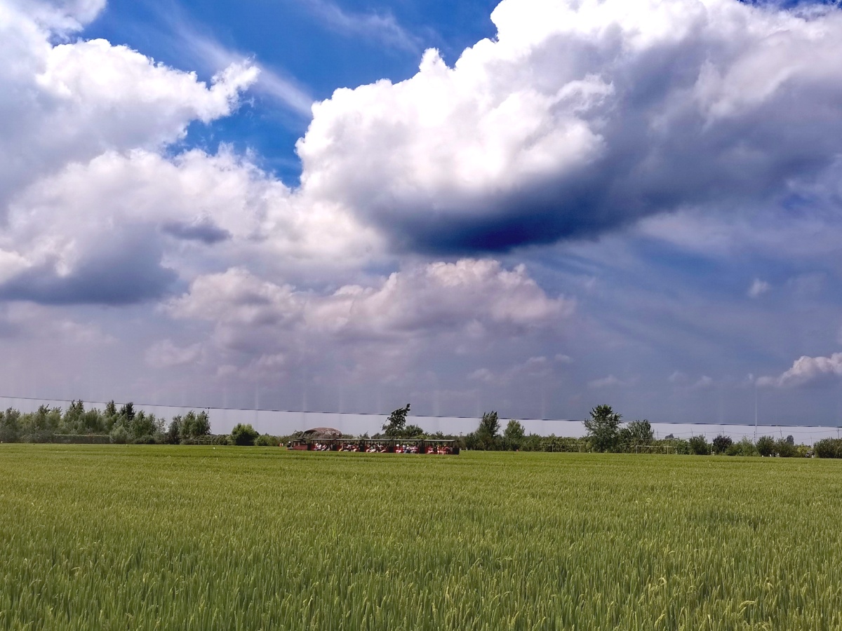 沈阳蓝天白云稻田美景