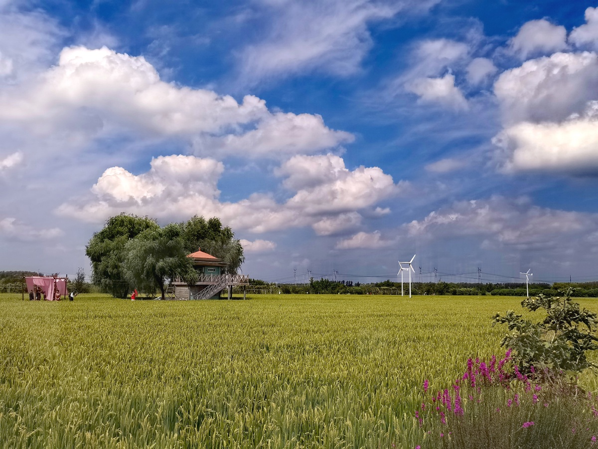 沈阳蓝天白云稻田美景