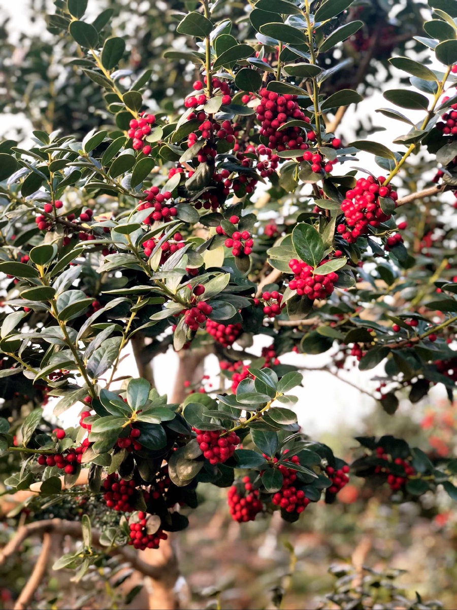 鸿运果鸿运当头