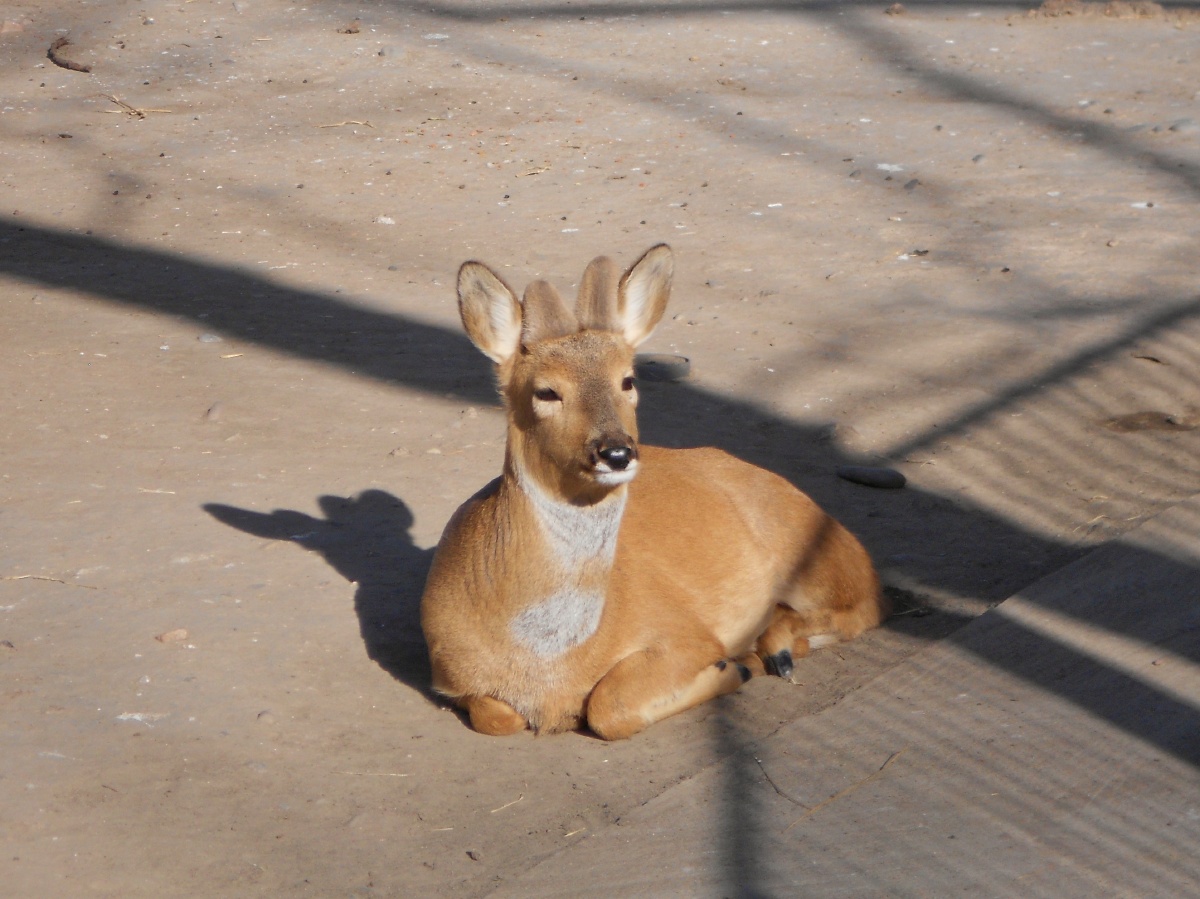 西伯利亚狍 - 静言思之 - 图虫