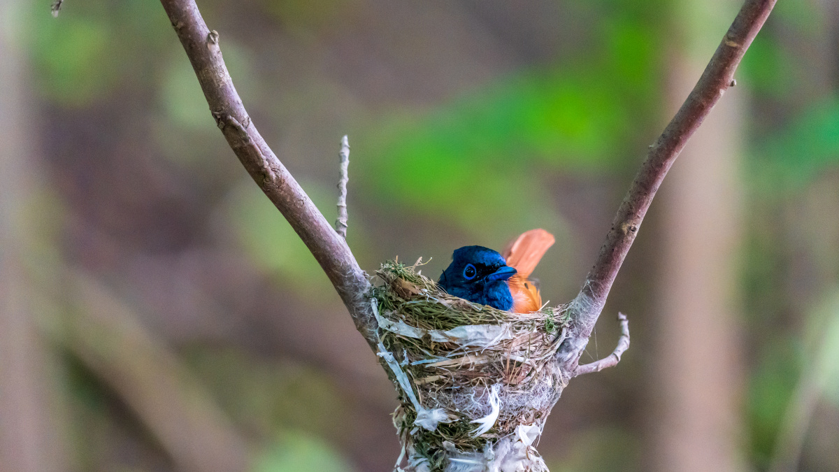 雌雄寿带鸟互换孵化小鸟 - o嗨151