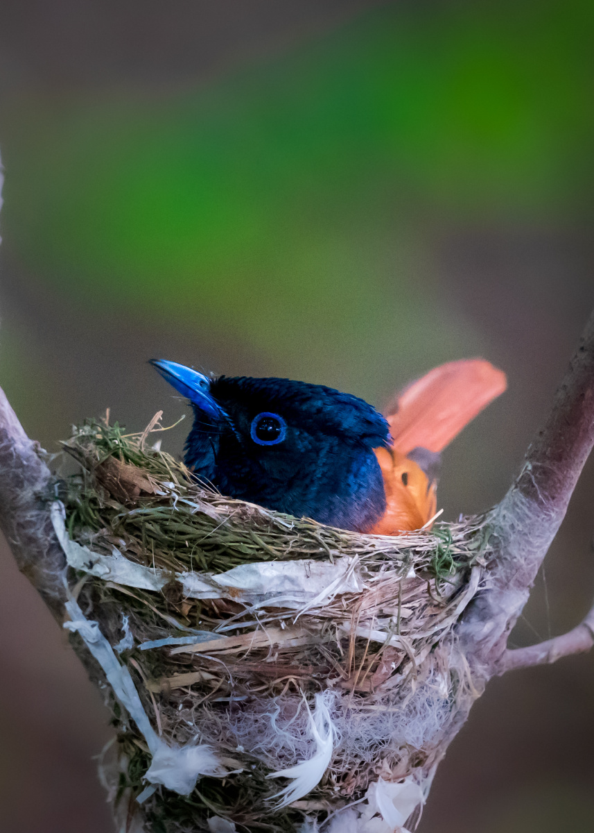 雌雄寿带鸟互换孵化小鸟 - o嗨151