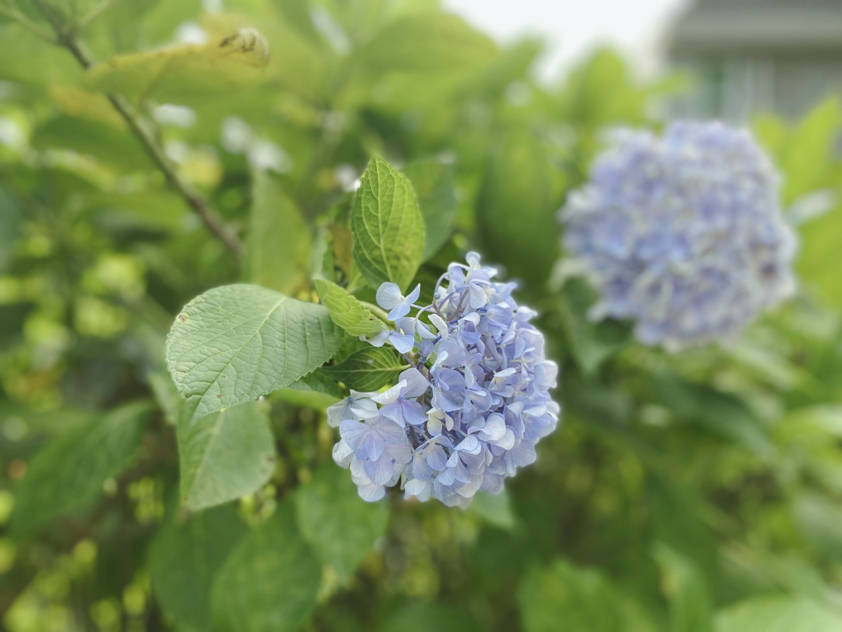 主题:行走鼓岭地点:福建省福州市时间:2020-06-20摄影:海晓棠