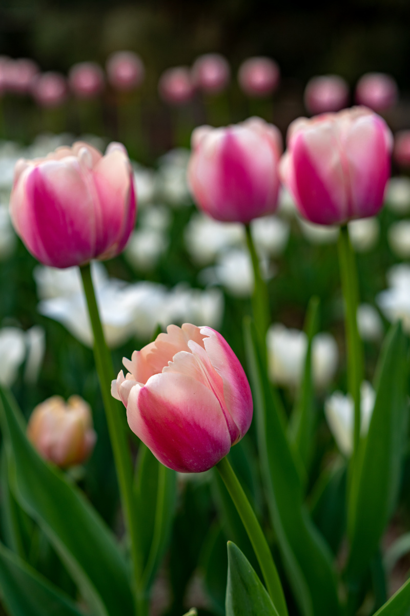 四月正芳菲,醉美郁金香