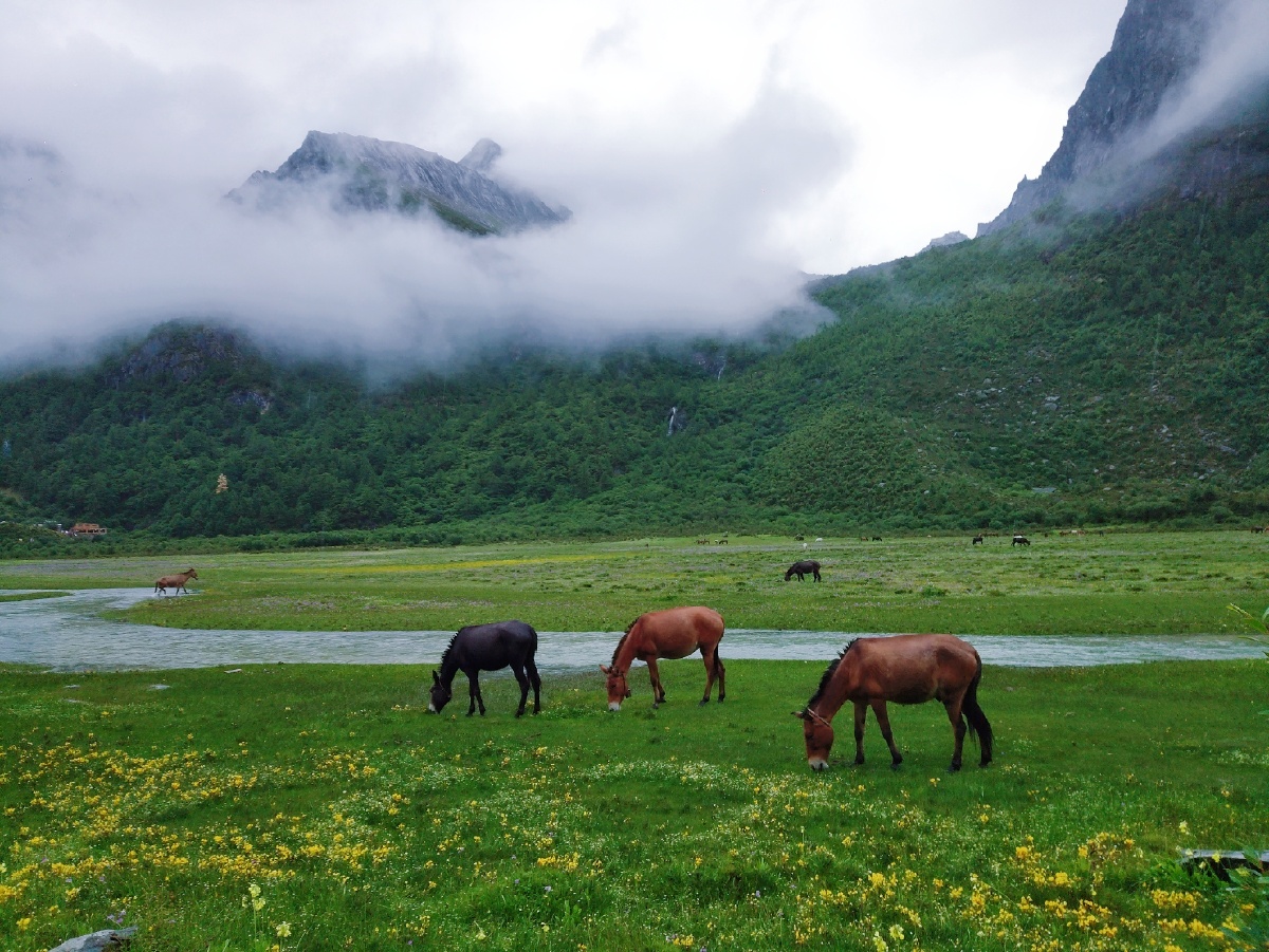 稻城亚丁的洛绒牛场没有牛只有马