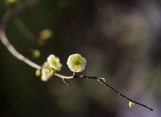 1503428