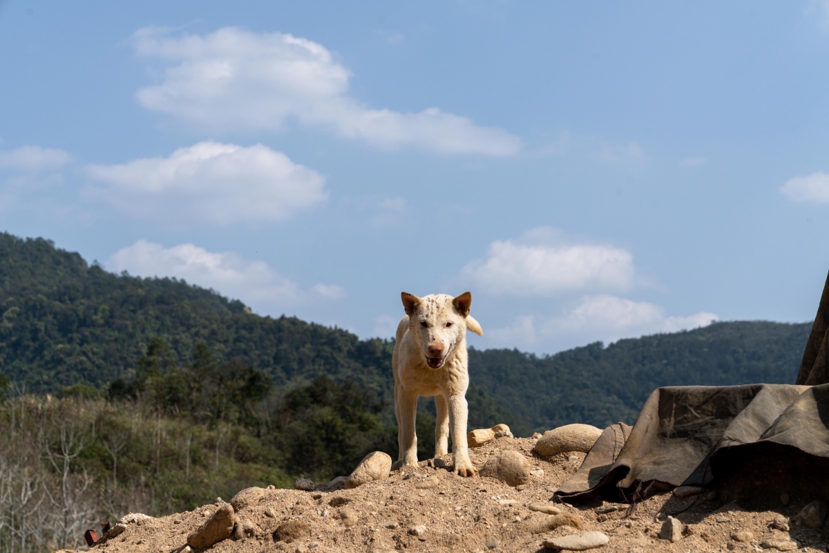 守山犬 - 若水是狮子座 - 图虫