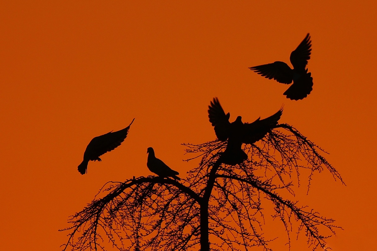 夕阳下翩翩起舞的鸽子