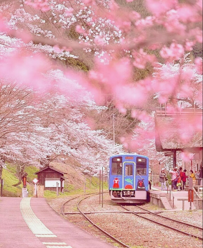 日本3月樱花旅游攻略,日本樱花盛开最美的时候是3月4月