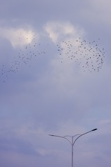 4525069