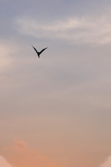 4521802