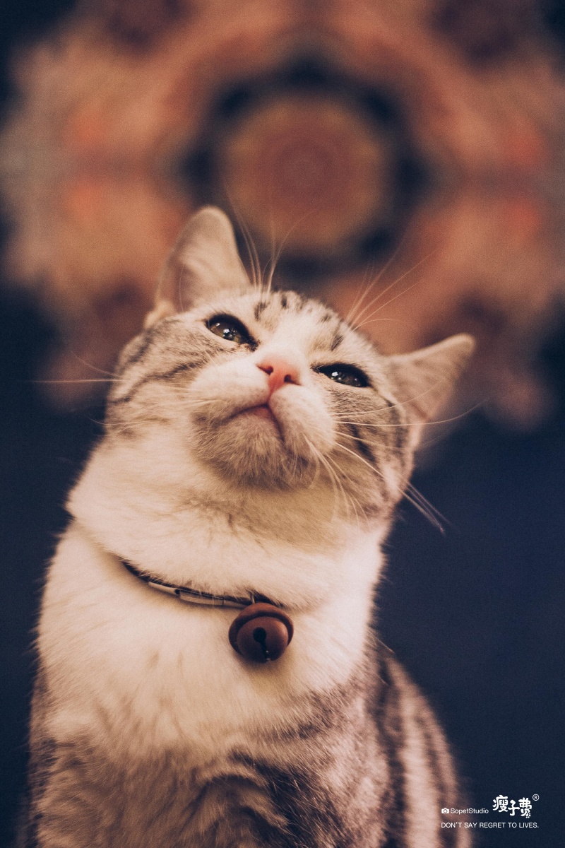 800_1200竖版 竖屏