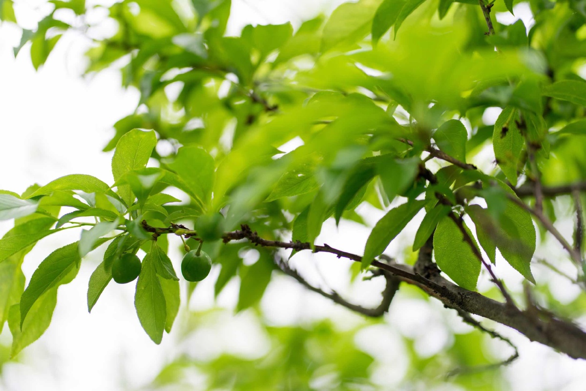 李子- 阿斜微摄影 - 图虫