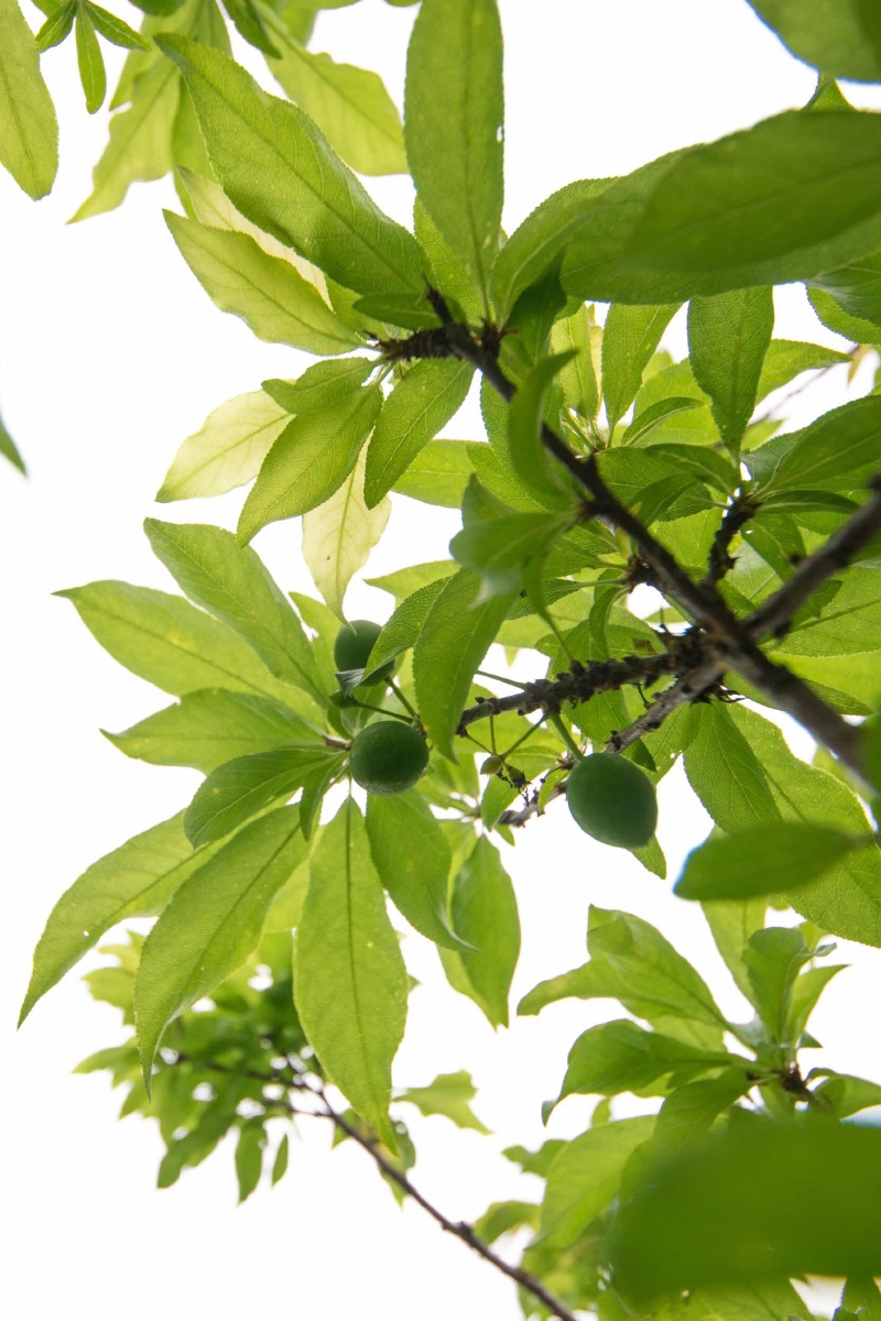 李子- 阿斜微摄影 - 图虫