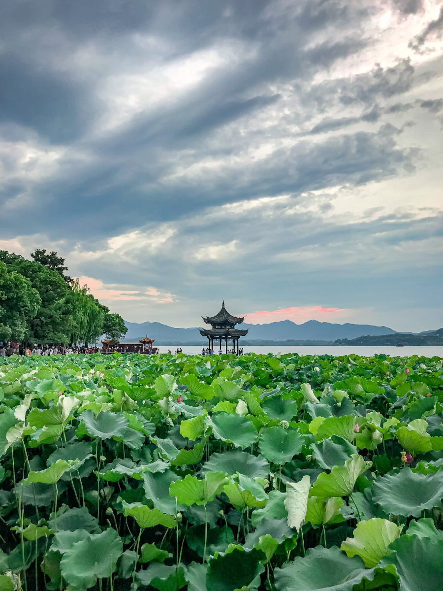 西湖边上的荷花与集贤亭