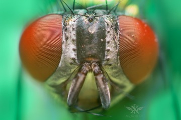 EOS 7D Mark II  2016_06_01  059266”为智能对象-da-0