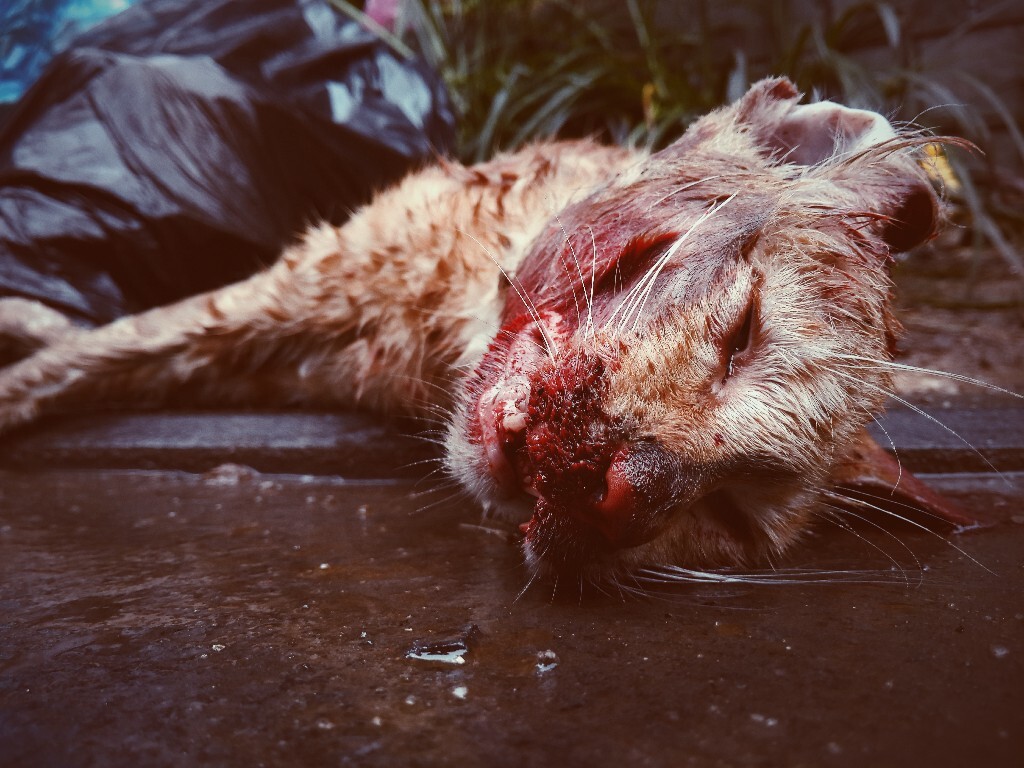又一只无人问津的猫，九条命都不够用