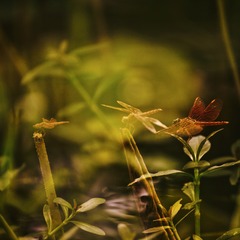 001
