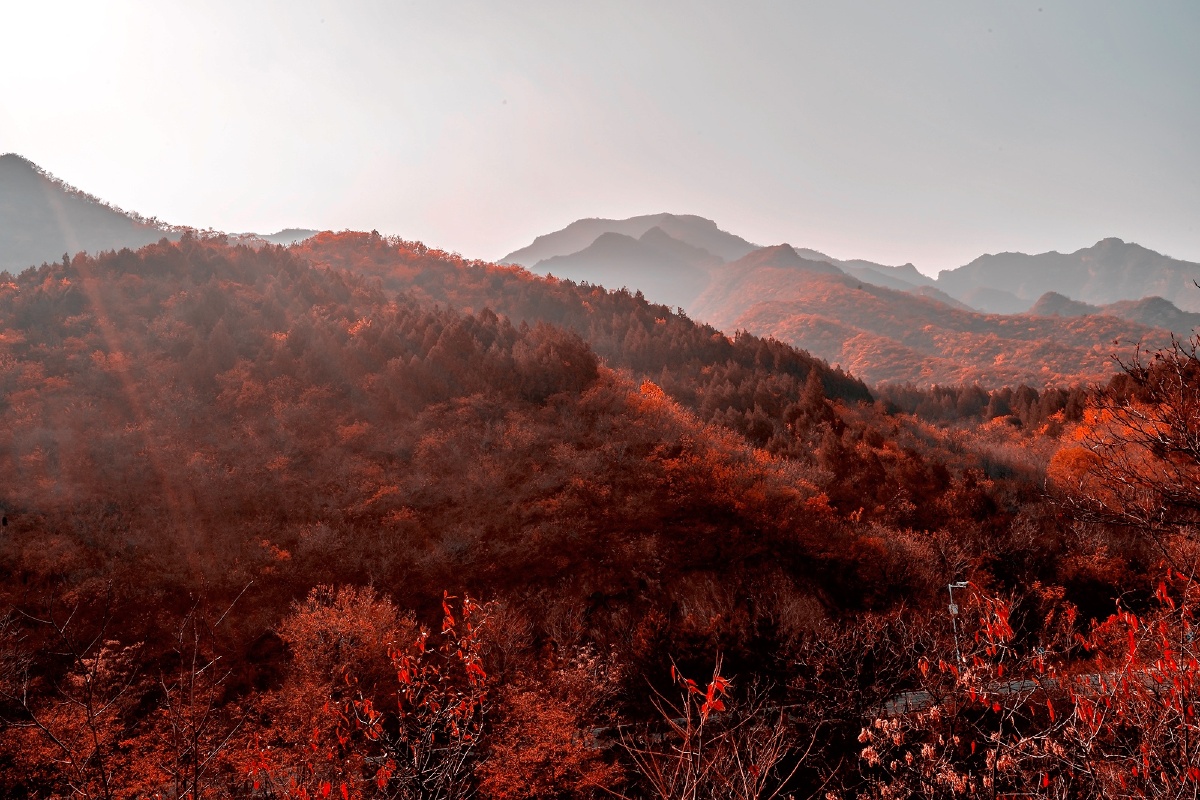 漫山红遍 - 爱德344 - 图虫