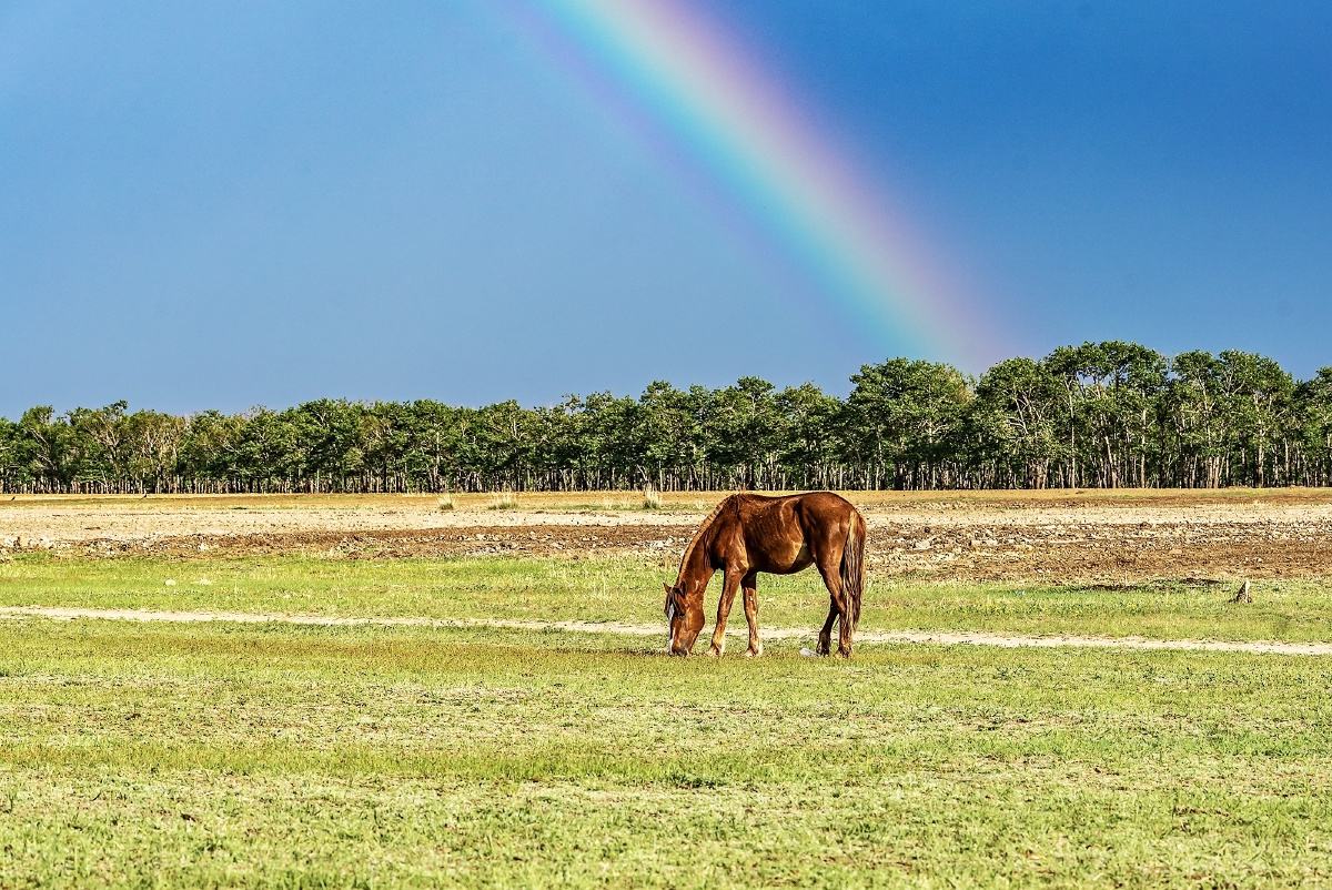 草原彩虹