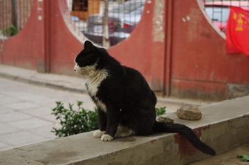 亲人的黑猫
