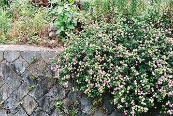 FH000024.JPG