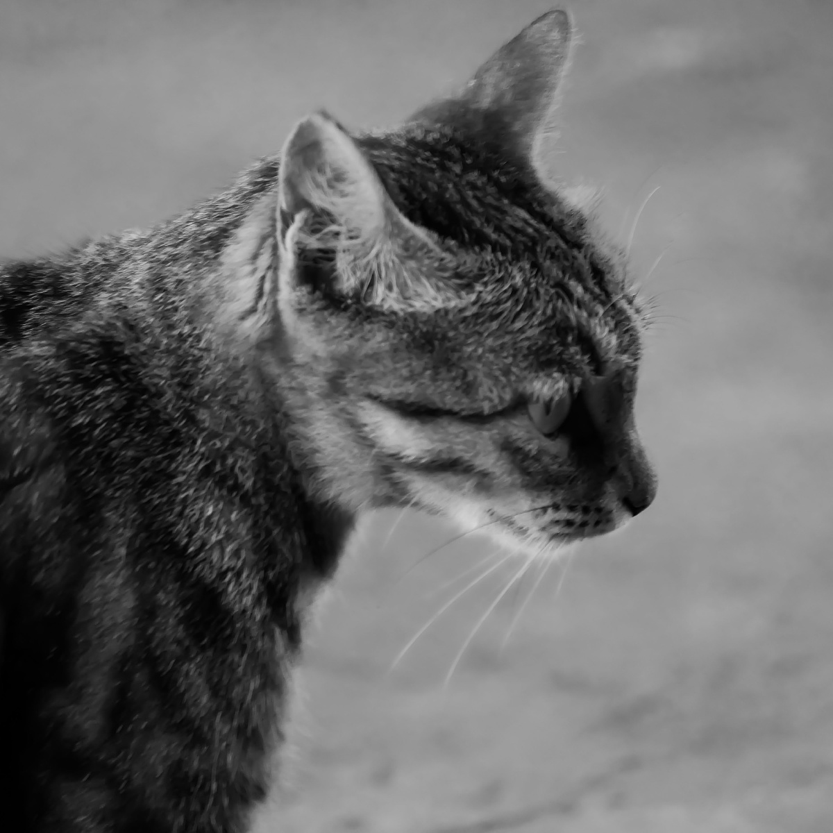 猫- 黑白灰_ - 图虫