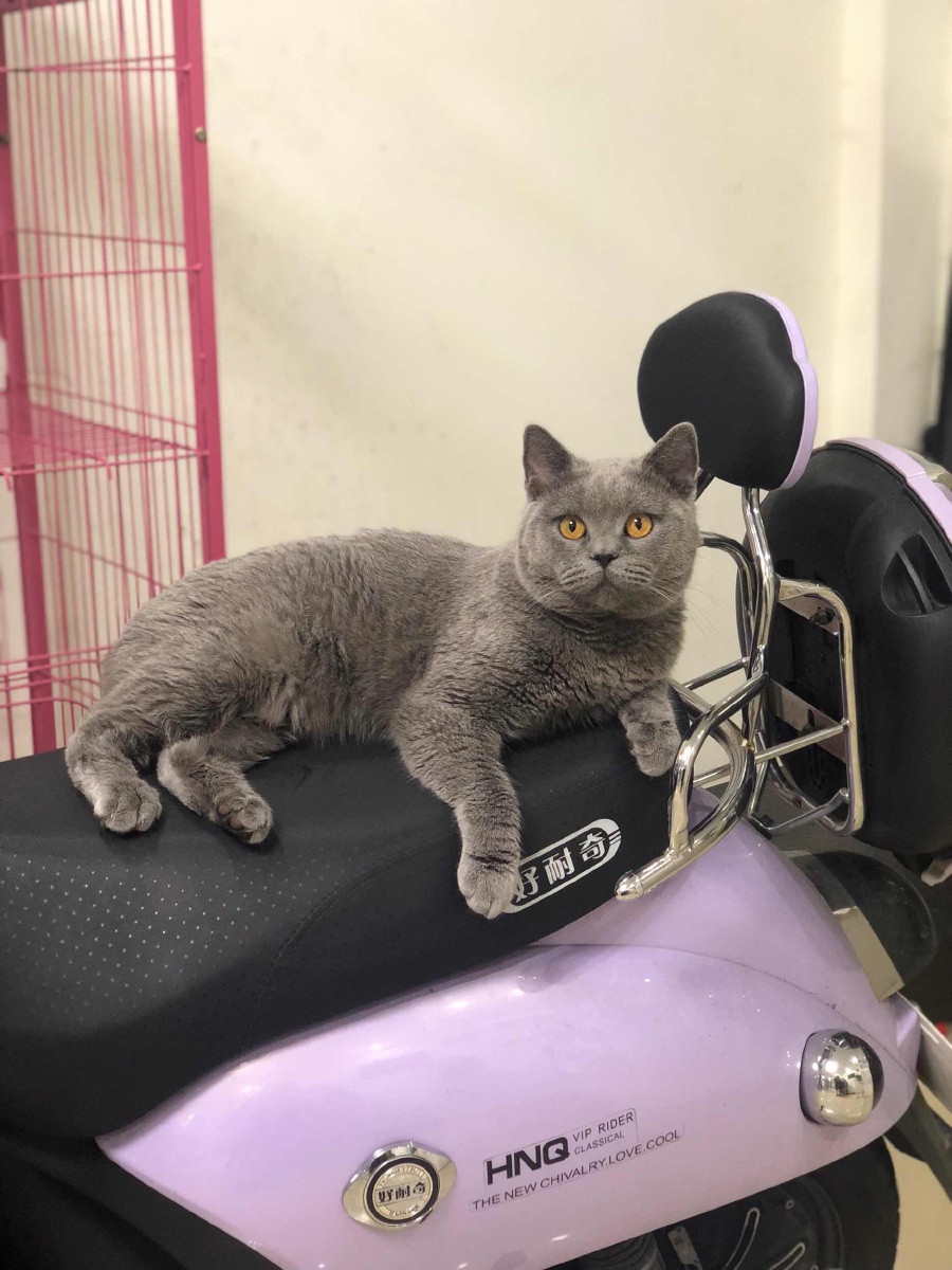 宠物猫能带上汽车吗,猫不得乘坐带上汽车和长途汽车的公交车