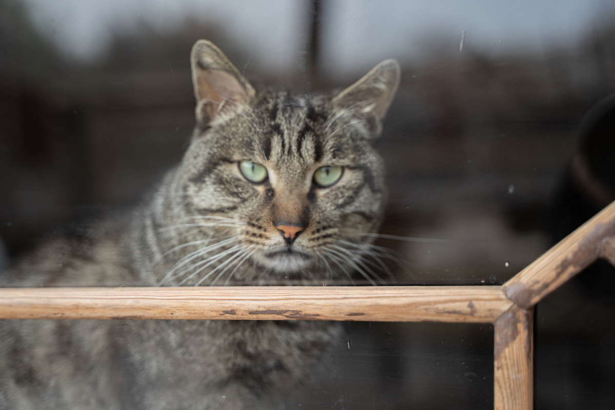 猫趴在窗台窗户上