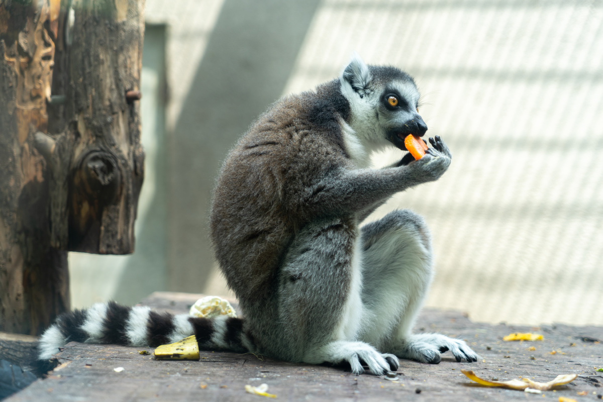 环尾狐猴觅食吃胡萝卜 - 文朴先生 - 图虫