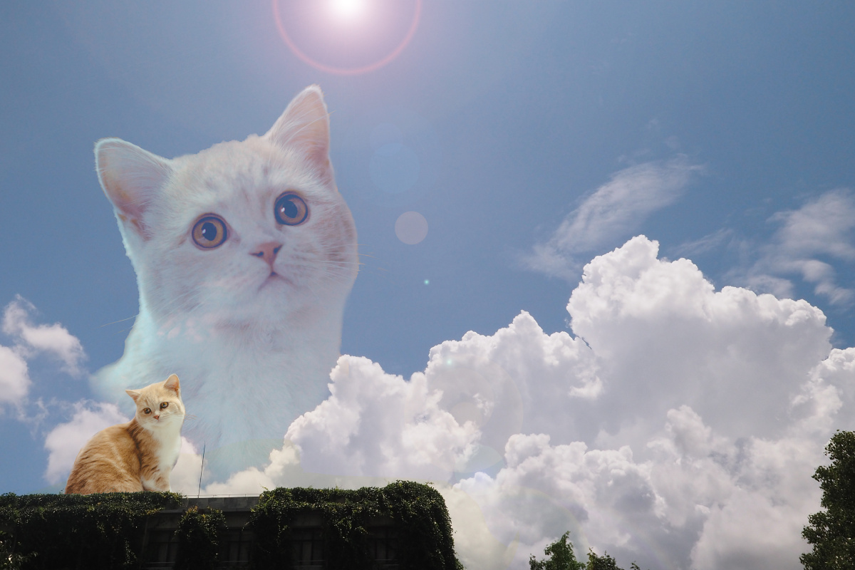 ps了一张电脑桌面天空是在同济大学拍的猫咪是在家里拍的