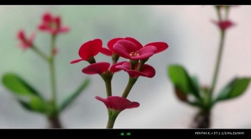 花1
