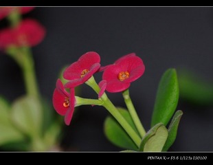 花2