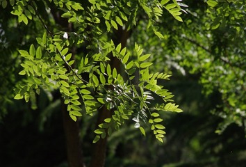 绿色4