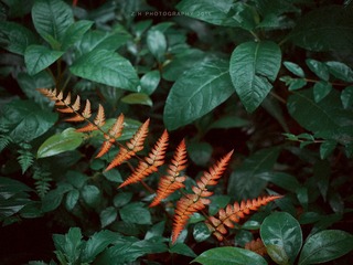 P4260621