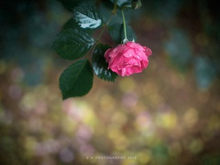 P4260691