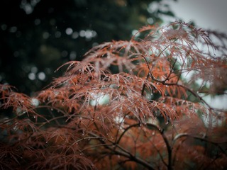 P4260707