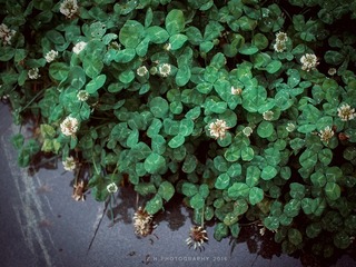 P4260709