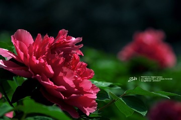 IMGP4456.jpg