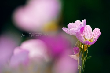 _IGP4963.jpg