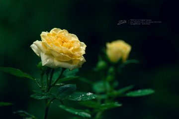 _IGP5426.jpg