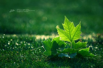 _IGP5490.jpg