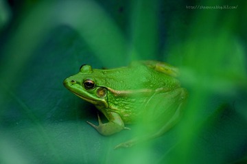 _IGP6007.jpg